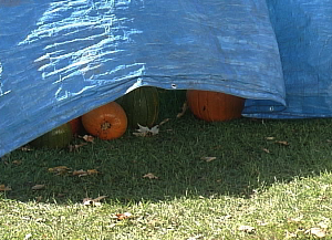 Pumpkin cover
