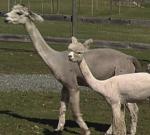 Alpacas Alpacas