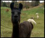 Llama Farm