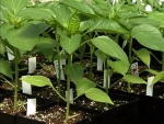 Green House
