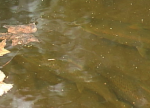 mercuryfish
