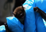 Bat Bat