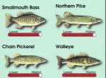 highlevelmercuryfish