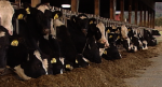 MOO MOO