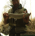 vttrout