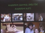 kitties kitties