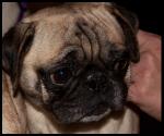 Pug Rescue