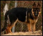 St. Johnsbury's newest Police Officer