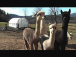 alpacas