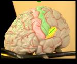 Student-Athletes and Concussions