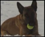 K-9 Unit