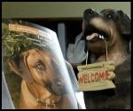 Dog License Renewal