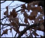 High Winds Cause Power Outages