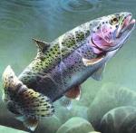 Trout